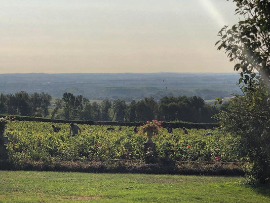 Fleurie, Vielles Vignes, Les Moriers, Château des Moriers