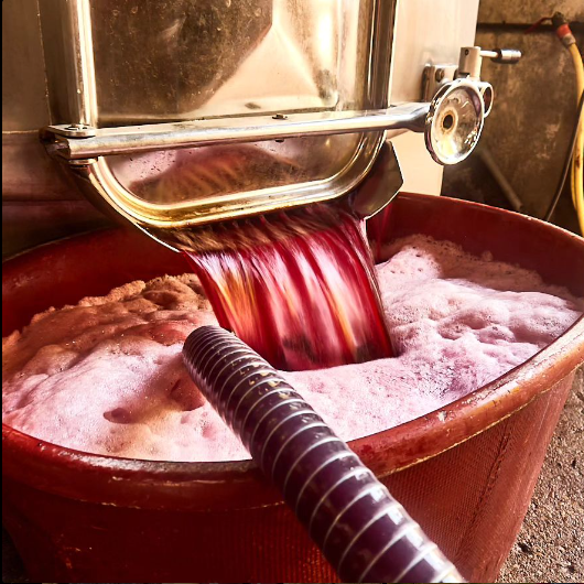 Vendanges 2023, l'insolite