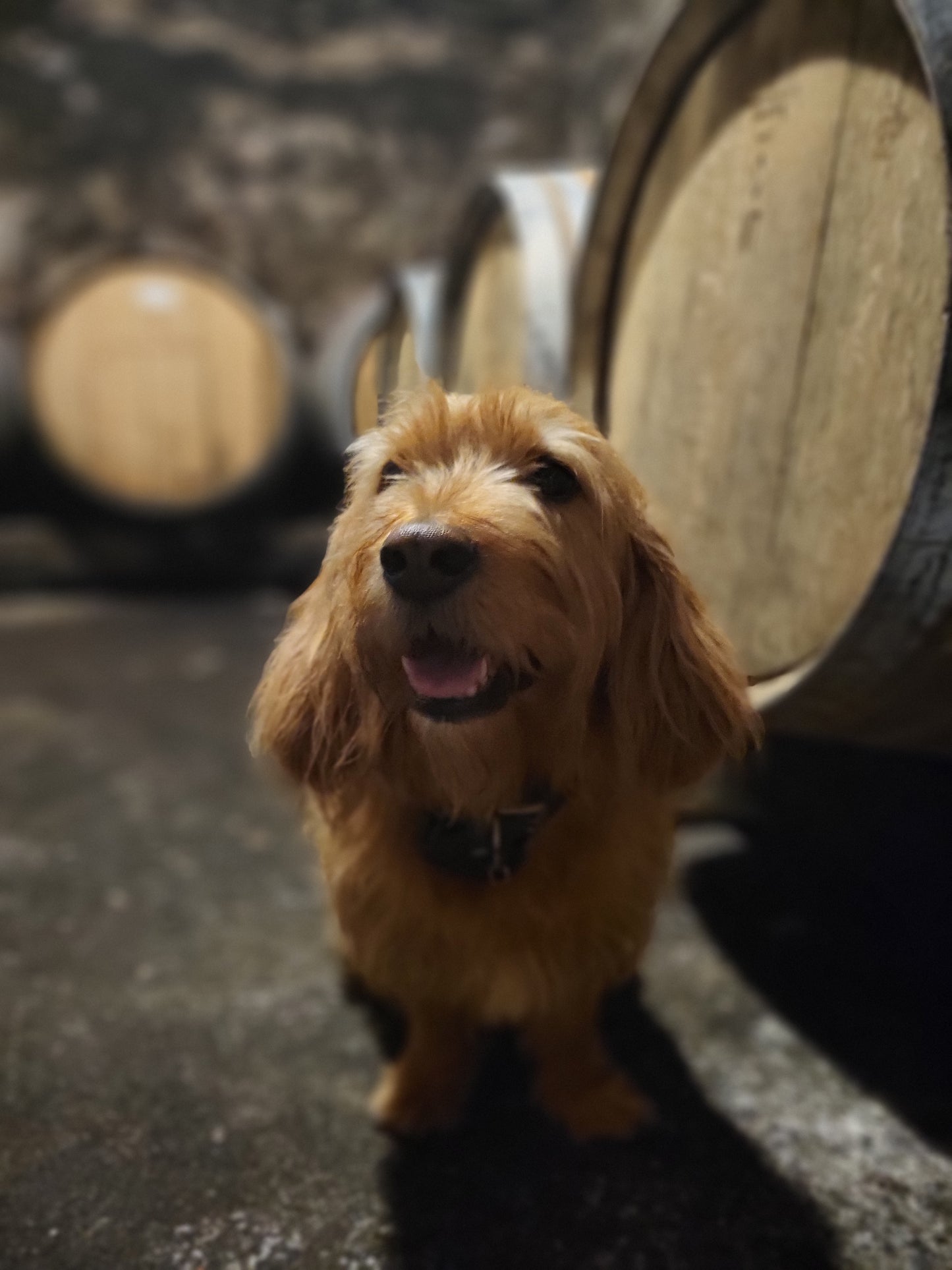 Adhérez au club ! La caisse découverte du club des Moriers