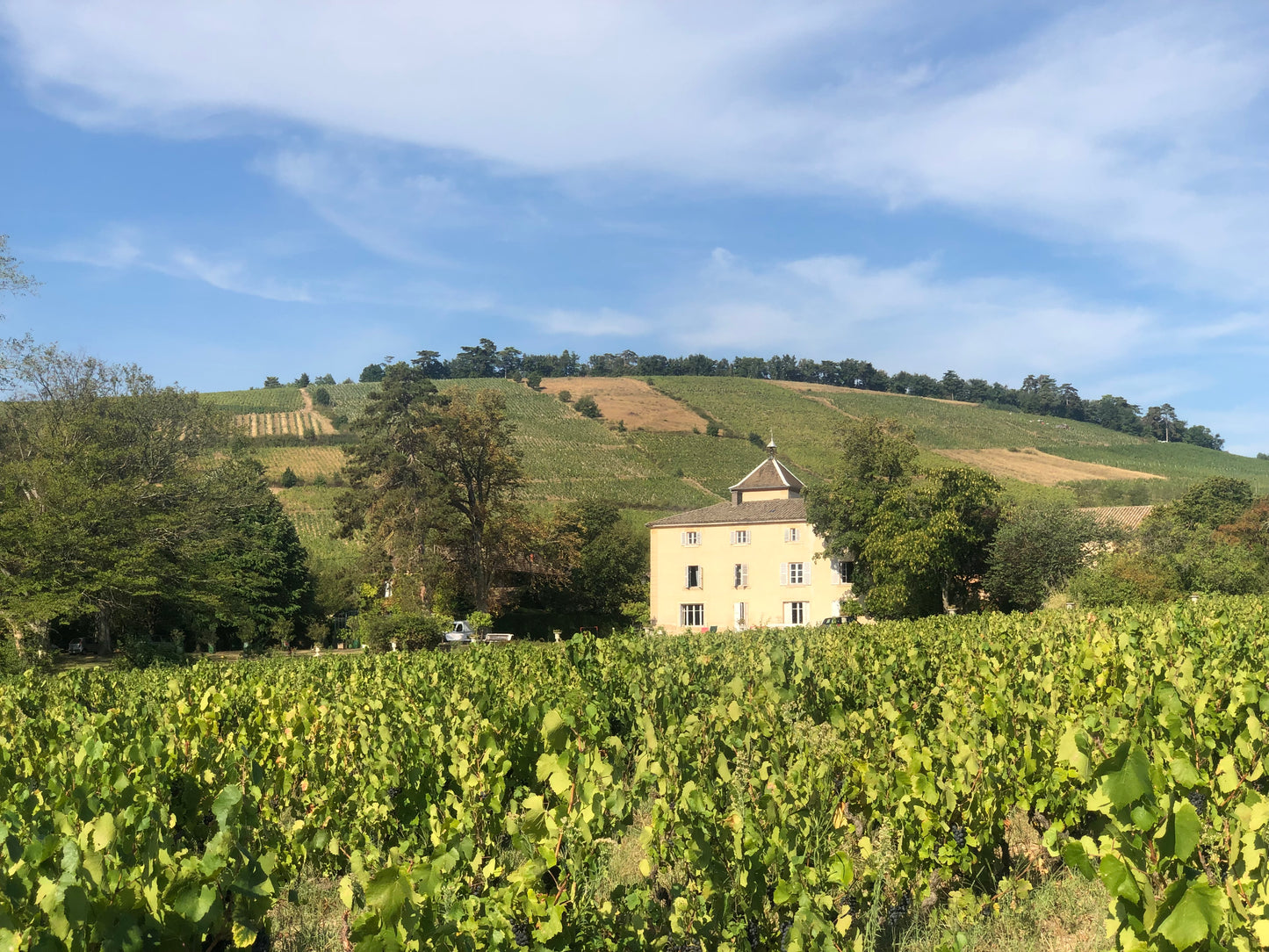 Adhérez au club du Château des Moriers - la panachée !